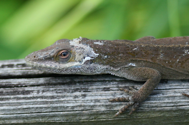 Green anole Anolis carolinensis in mid molt