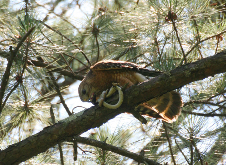 red-shouldered hawk Buteo lineatus finishing off a captured black rat snake Pantherophis obsoletus
