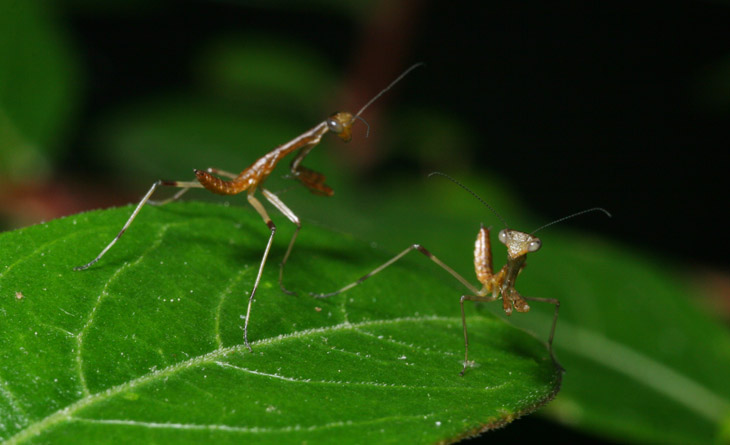 Two newborn Carolina mantises Stagmomantis carolina perched warily on leaf