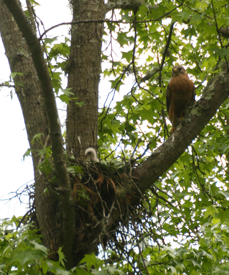 mother red-shouldered hawk Buteo lineatus with newborn peeking from nest