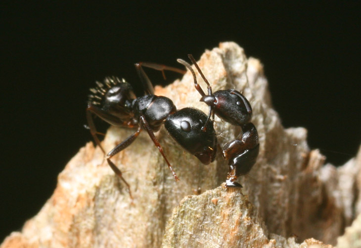 black ant pyrrhic victory