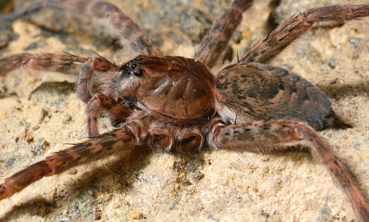 Fishing spider Dolomedes tenebrosus showing stumps of missing legs