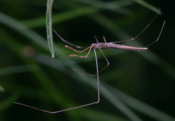 Rhomphaea fictilium profile