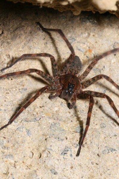 fishing spider Dolomedes tenebrosus