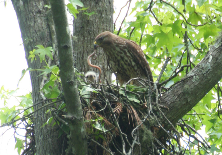 red-shouldered hawk parent Buteo lineatus bearing snake to feed offspring