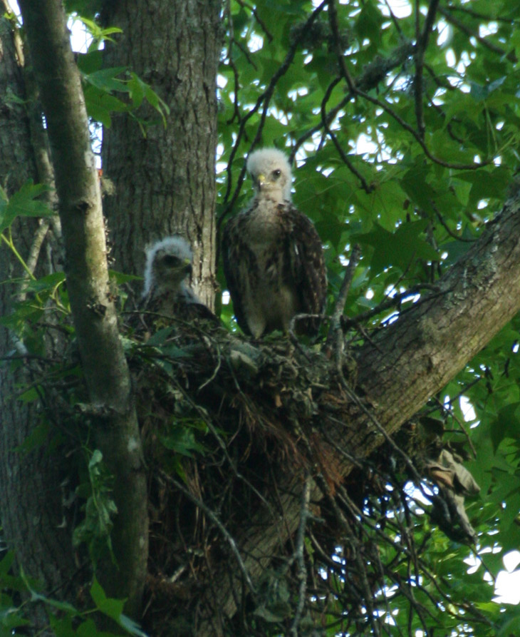 red-shouldered hawk Buteo lineatus juveniles standing erect on nest near sunset