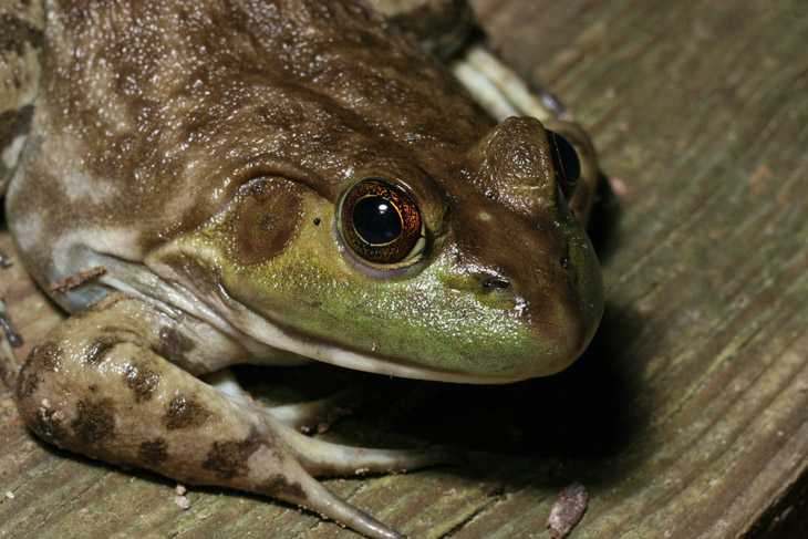 American bullfrog Lithobates catesbeianus posing for portrait