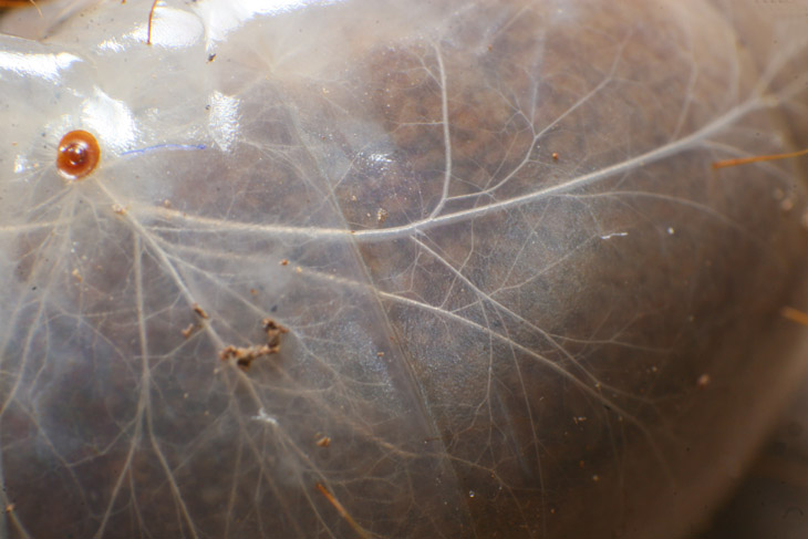 visible tracheole network of grub possibly patent-leather beetle Odontotaenius disjunctus