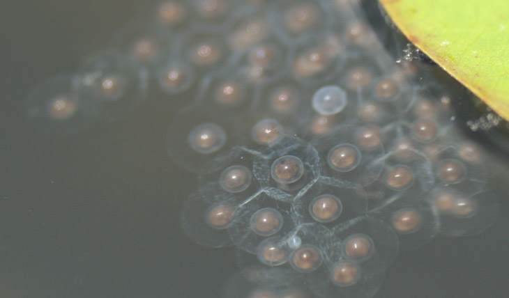 unknown frogs' eggs, as the filename says