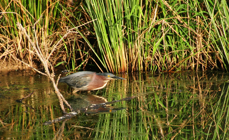 green heron Butorides virescens hunting at pond's edge