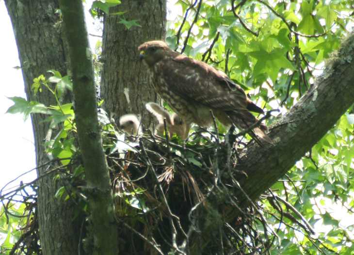 red-shouldered hawk Buteo lineatus nest with nestling spreading its wings