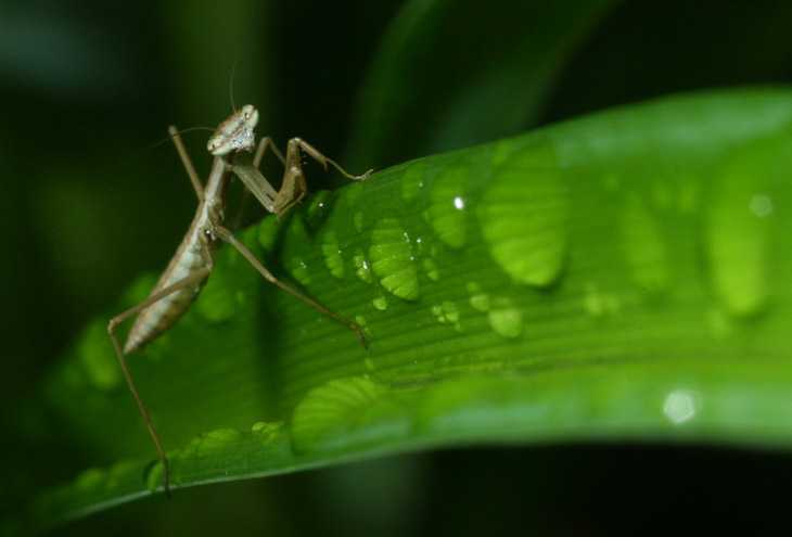 newborn Chinese mantis Tenodera sinensis on day lily leaf with water drops