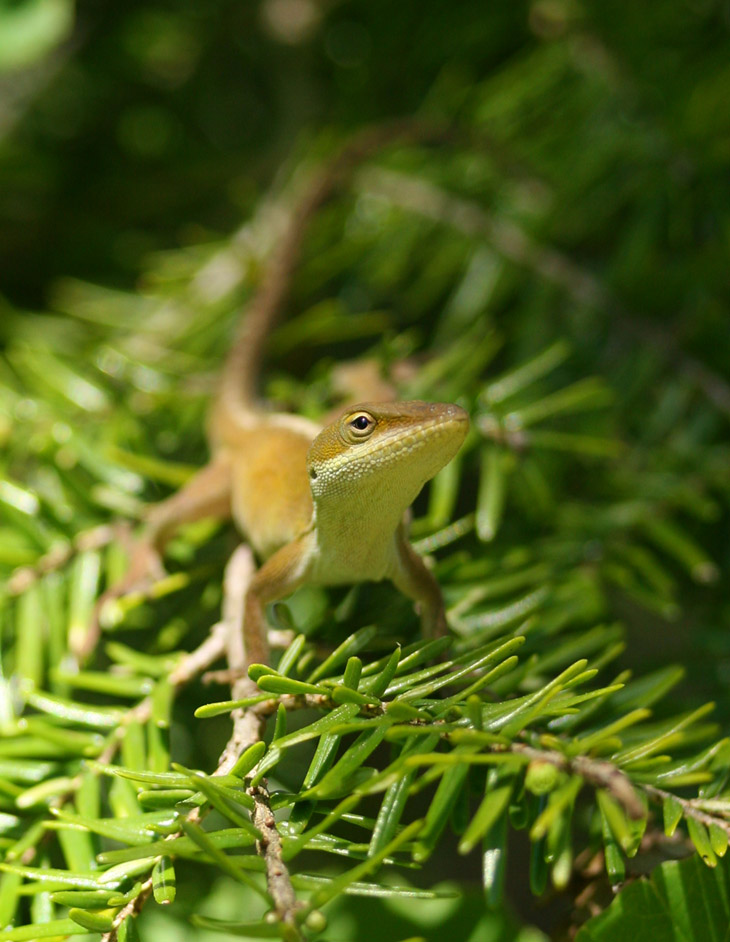 green anole Anolis carolinensis ready to fetch