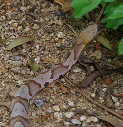 copperhead Agkistrodon contortrix in detail