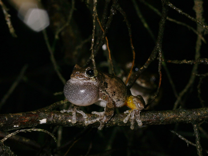 Copes grey treefrog Hyla chrysoscelis in mid call