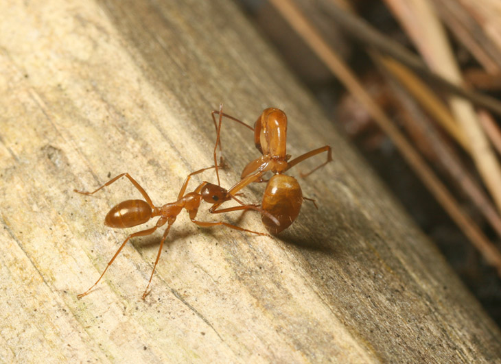 red ant carrying another deceased red ant