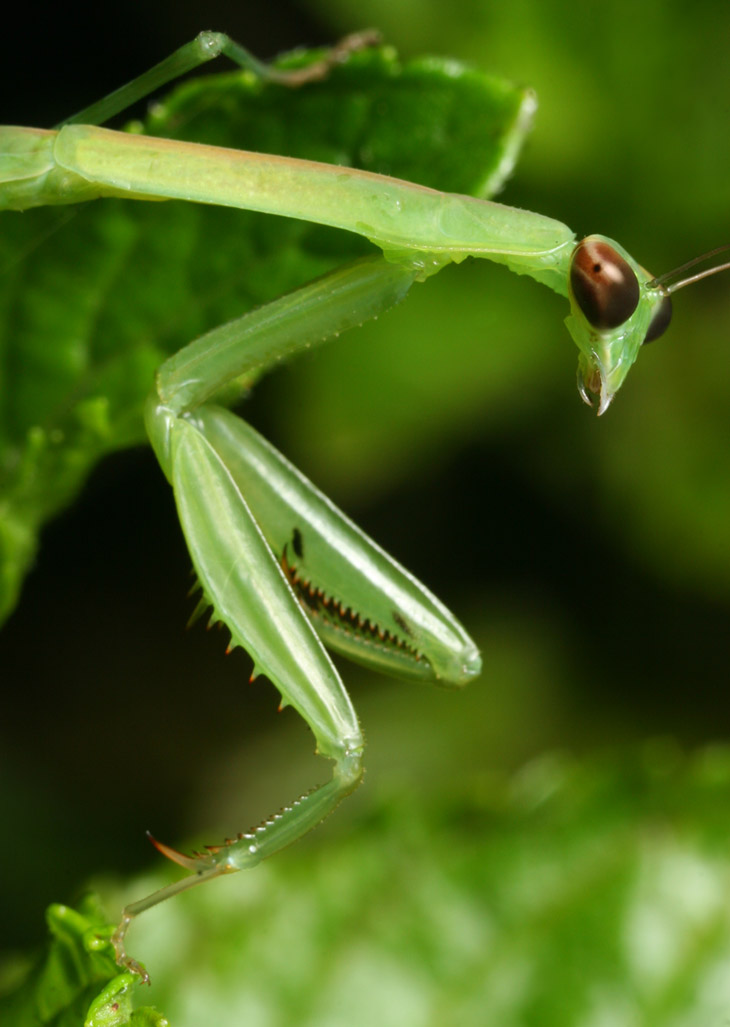 Chiinese mantis Tenodera sinensis in profile showing eye color