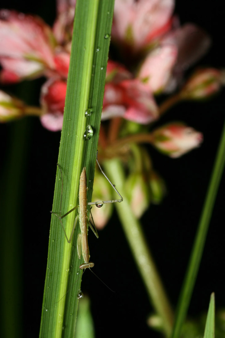 unidentified mantis on Dracaena grass