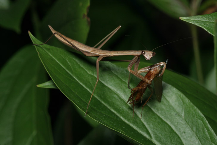 Chinese mantis Tenodera sinensis with roach