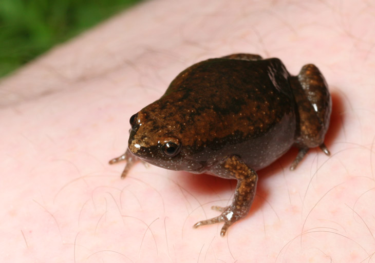 Eastern narrowmouth toad Gastrophryne carolinensis perched on photographer's knee