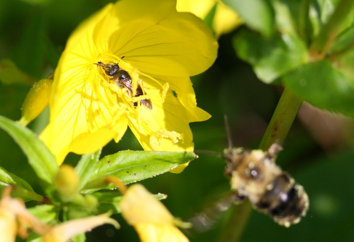 sweat bee on flower with intruding bumblebee
