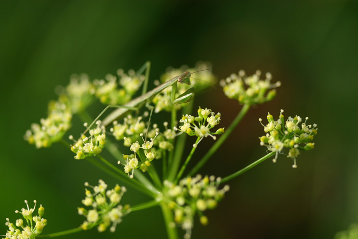 Chinese mantis Tenodera sinensis poised on parsley flower