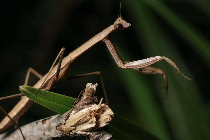 juvenile Chinese mantis Tenodera sinensis posing on twig from birthing