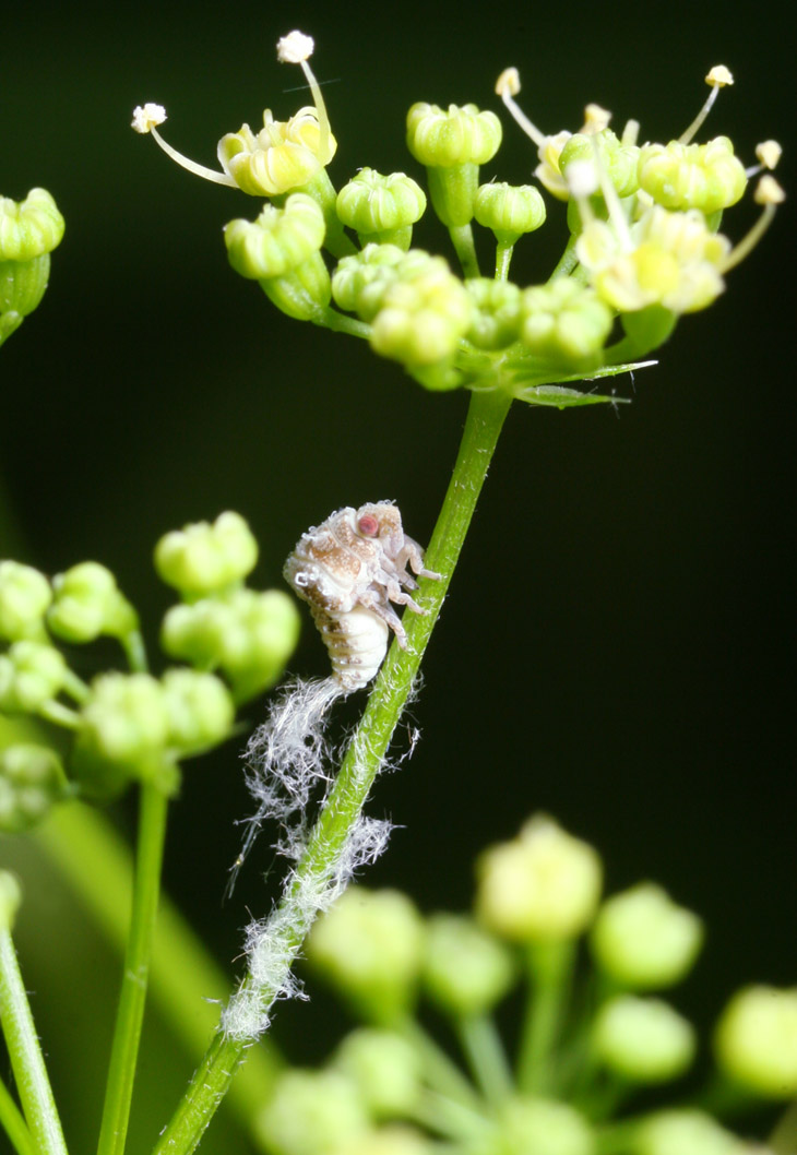 leafhopper nymph on parsley stem