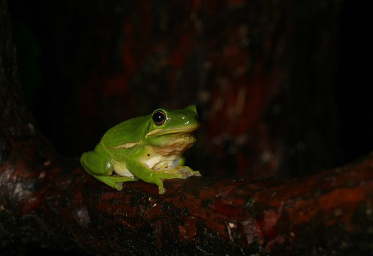 green treefrog Hyla cinerea having just ceased calling