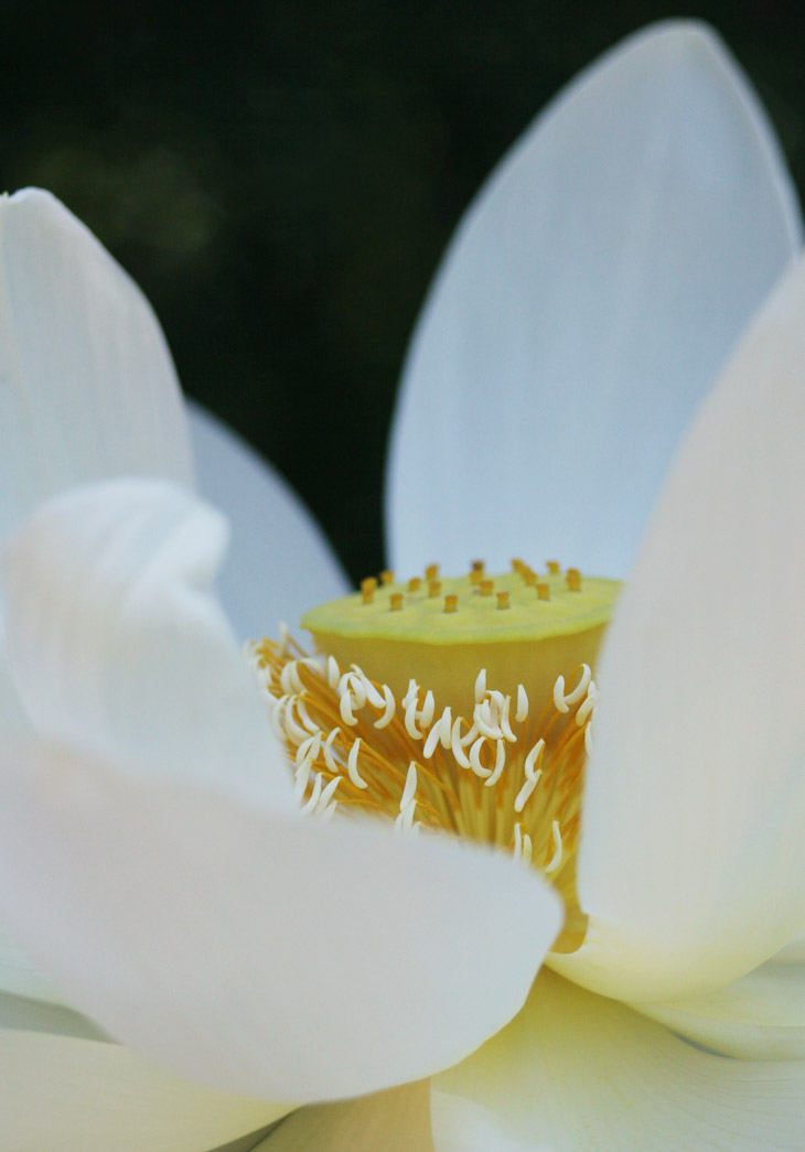 white water lotus blossom closeup