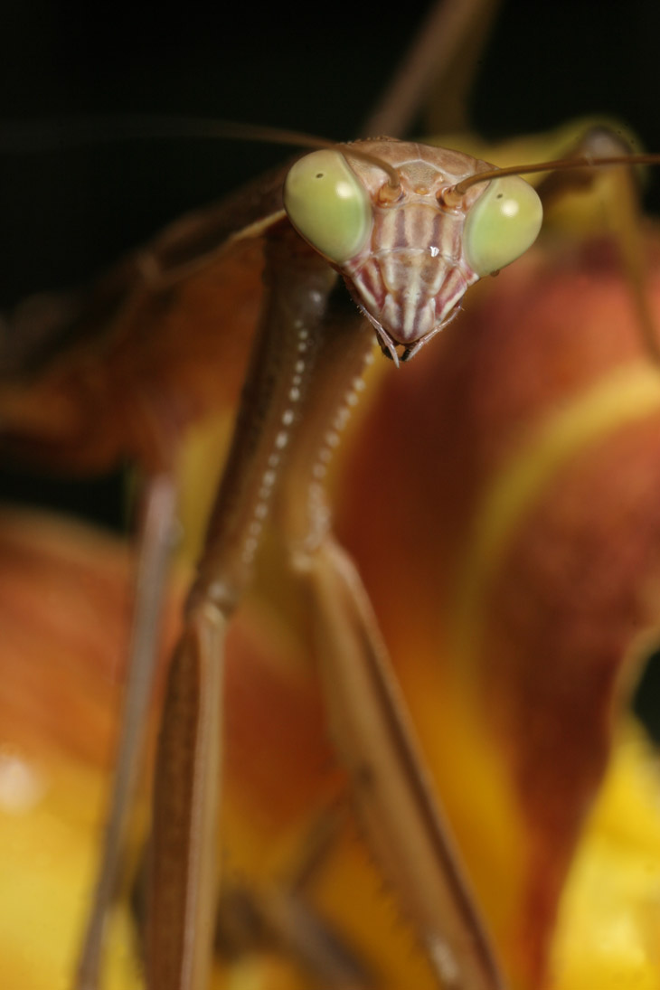 Chinese mantis Tenodera sinensis during the day showing different eye color