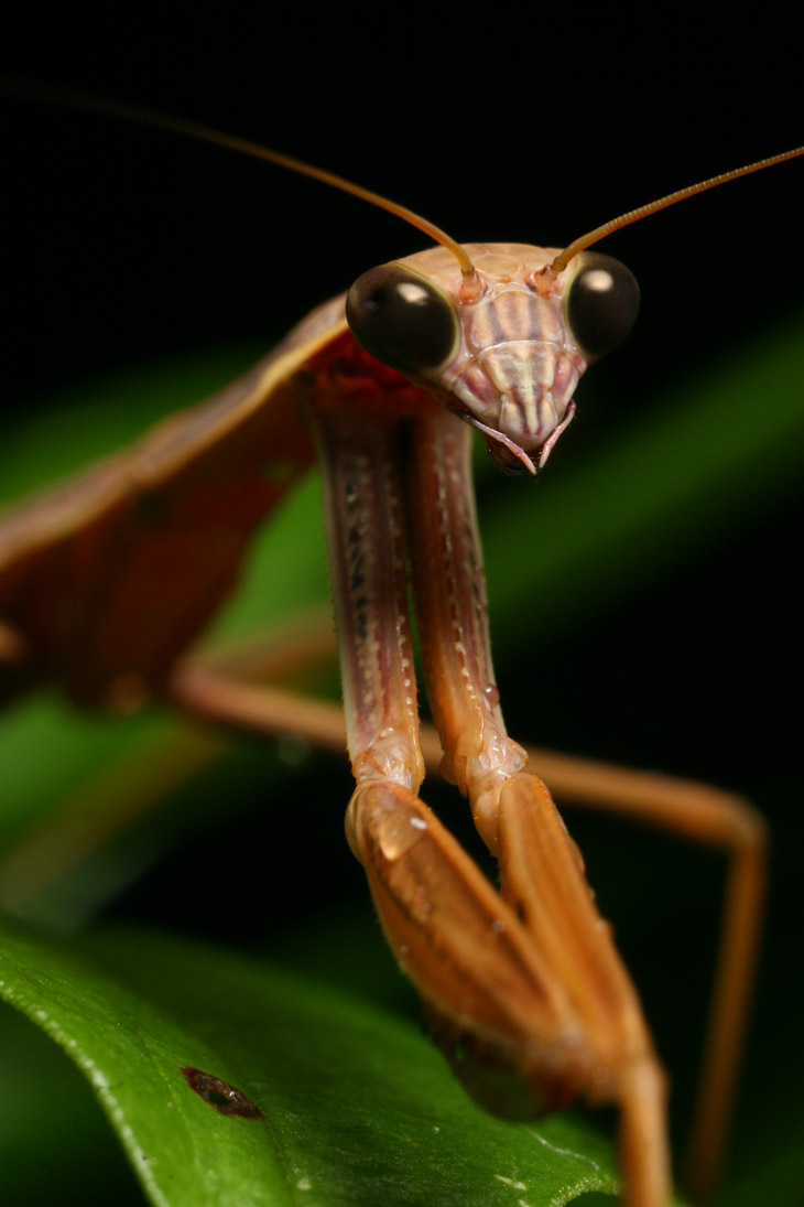 Chinese mantis Tenodera sinensis lookng serious