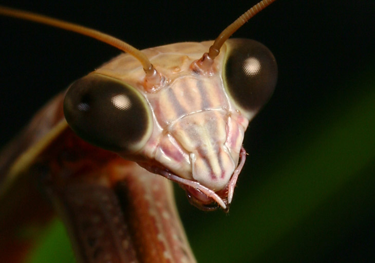 Chinese mantis Tenodera sinensis looking contemplative