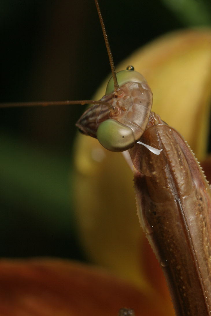 Chinese mantis Tenodera sinensis with evidence of recent rain