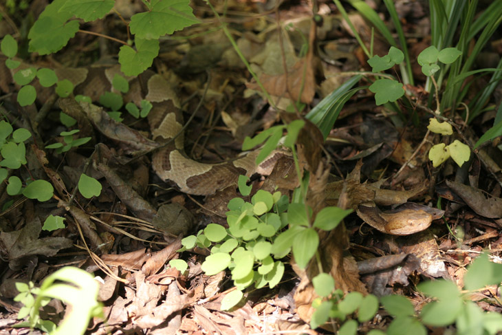 southern copperhead Agkistrodon contortrix contortrix showing camouflage and difficulty in spotting