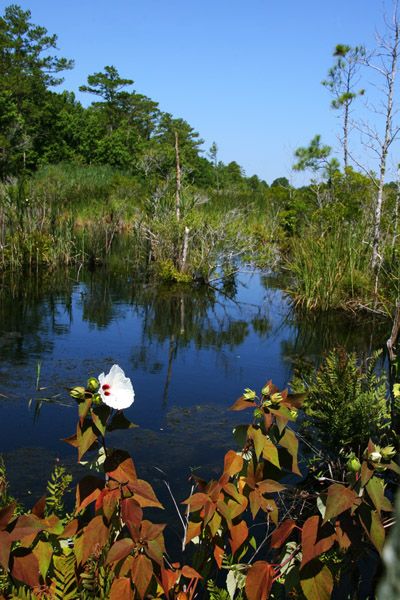 wild hibiscus over wetlands, Creef's Cut, Alligator River National Wildlife Refuge