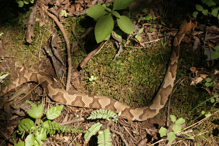 southern copperhead Agkistrodon contortrix contortrix just off trail