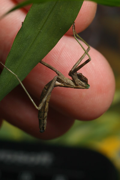 decapitated Carolina mantis Stagmomantis carolina with fingertips for scale