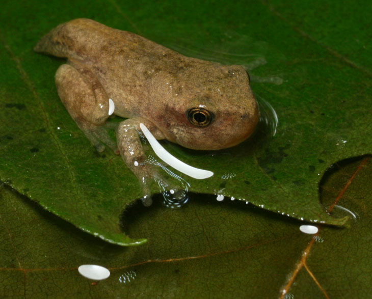 tiny amphibian with horrendous reflections