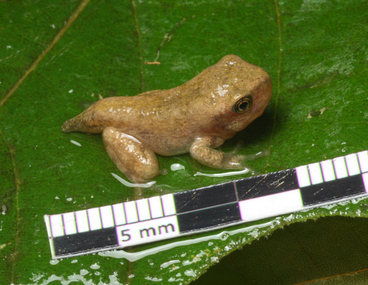 unidentified newly-emerged amphibian with scale