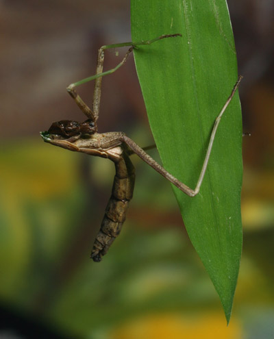 decapitated Carolina mantis Stagmomantis carolina demonstrating instinctual gripping