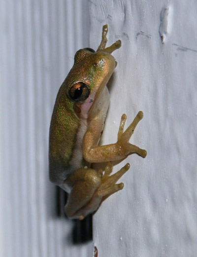 juvenile green treefrog Hyla cinerea perched on wall of garage