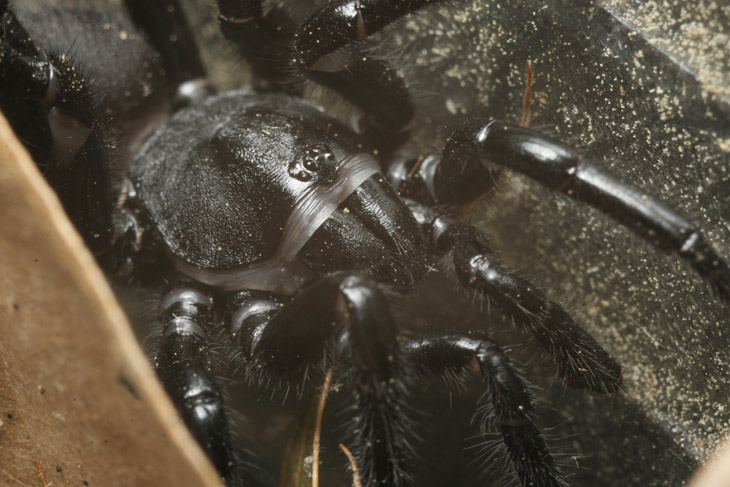 face shot of trapdoor spider Ummidia showing eye clusters
