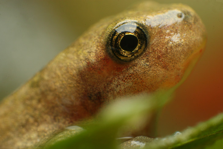 unidentified amphibian in extreme closeup