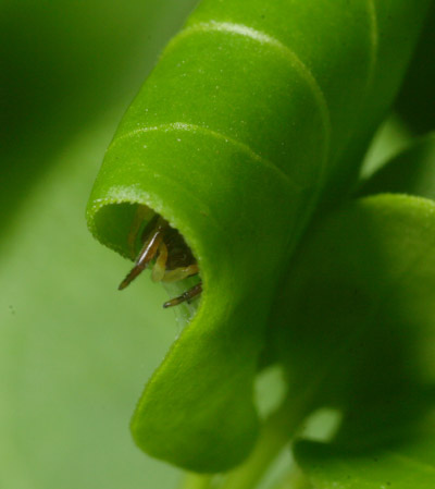 unidentified jumping spider in breeding nest