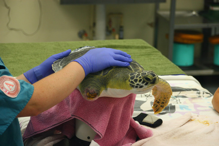 green sea turtle Chelonia mydas missing right forelimb, during veterinary exam