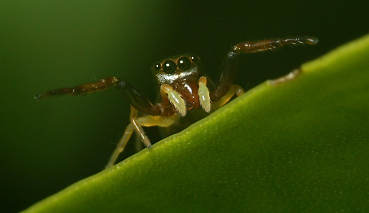 unidentified jumping spider portrait