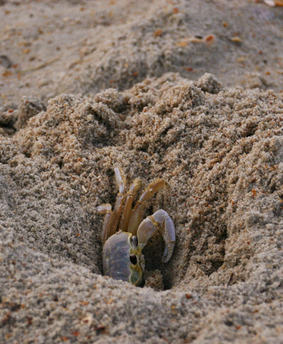 large Atlantic ghost crab Ocypode quadrata peeking from burrow