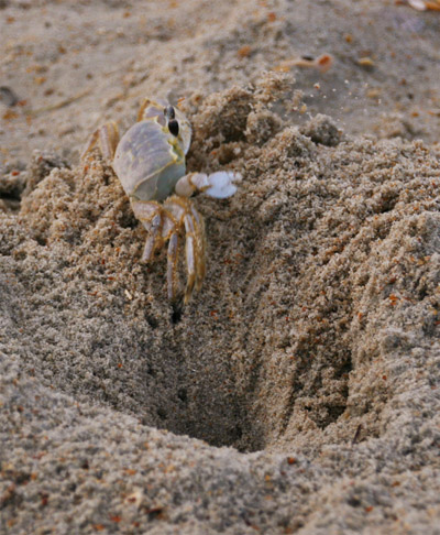 Atlantic ghost crab Ocypode quadrata hurling away unwanted sand