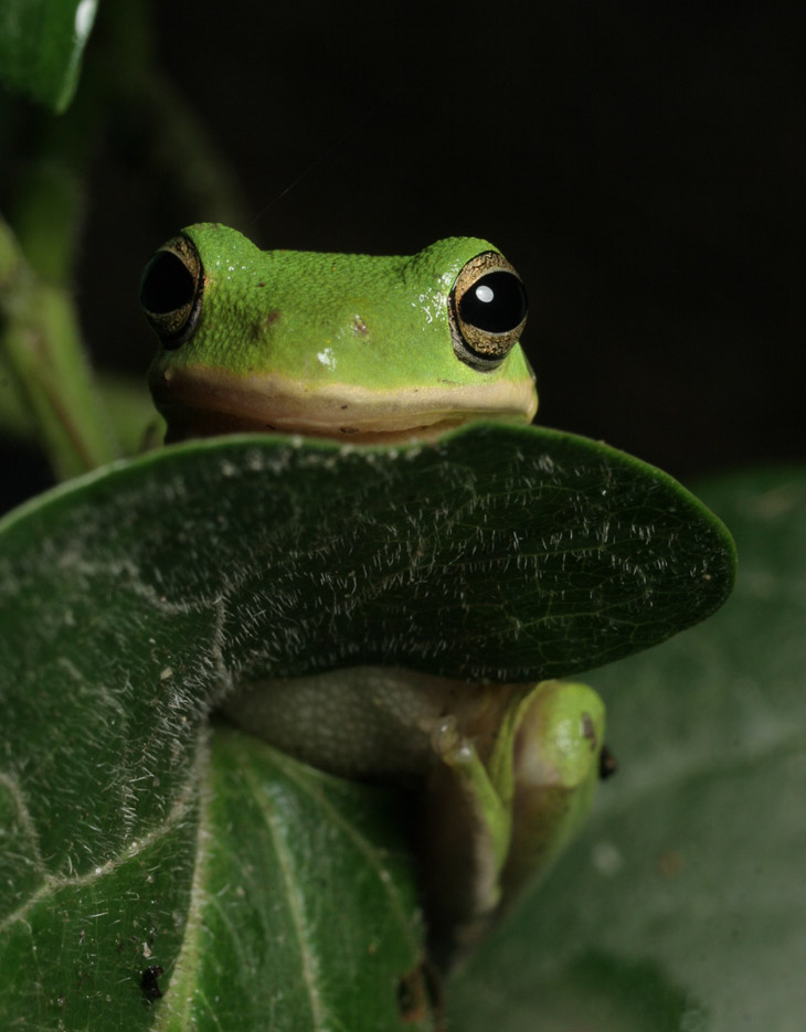 green treefrog Hyla cinerea portrait, whose name is not Frank